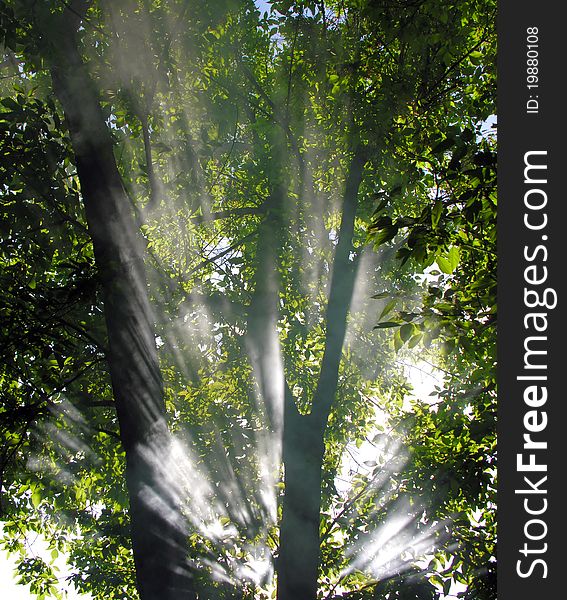 Morning sunbeams in the forest