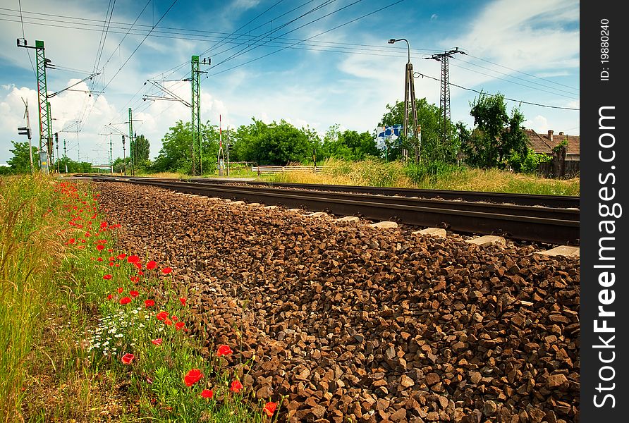 Poppy field at summer in Hungary