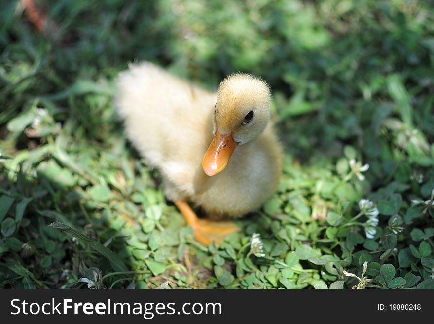 Little yellow duckling from above