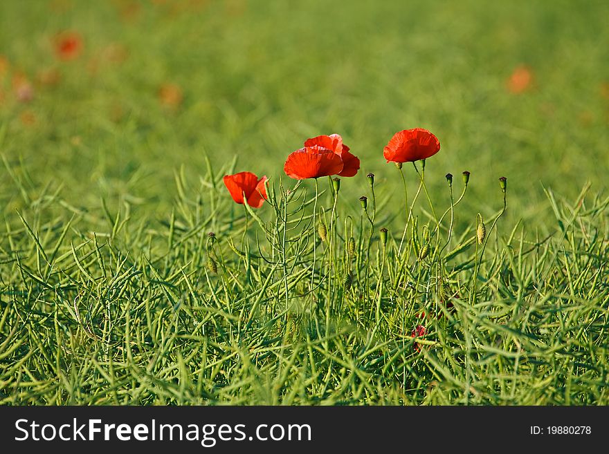 Poppies on a field.