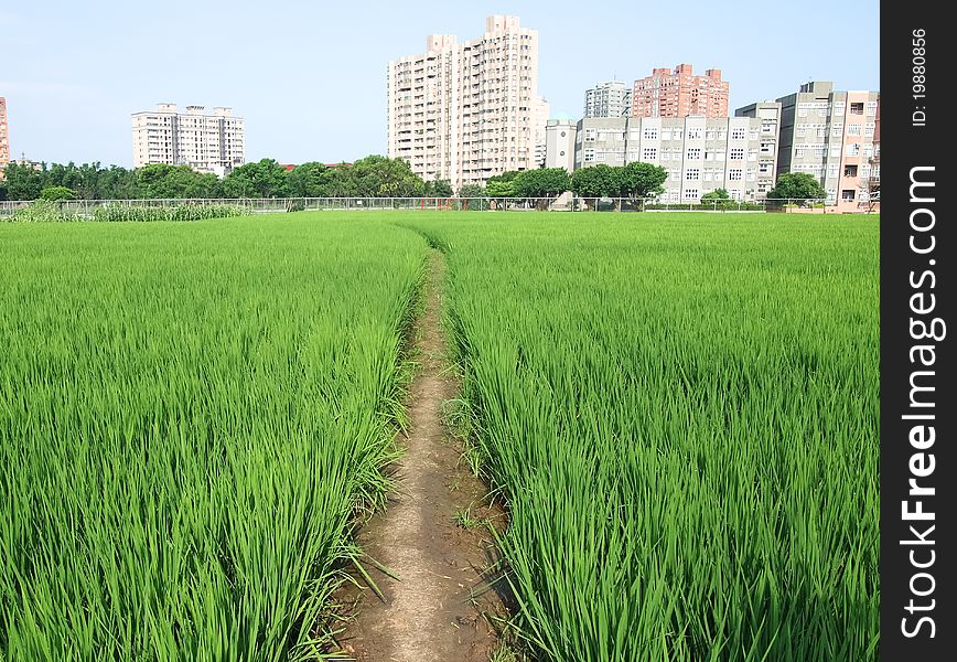 Rice field