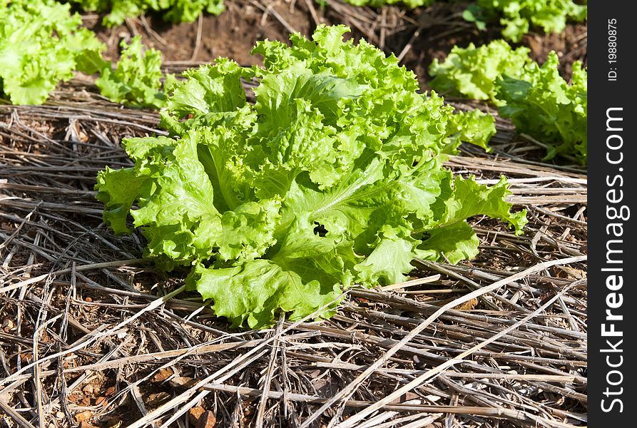 Fresh Vegetable In Farm.