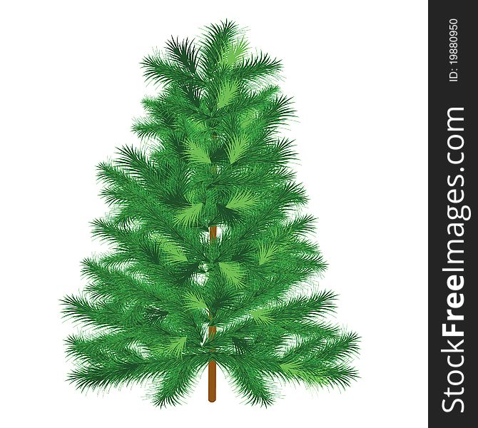 Conifer spruce on white background. Conifer spruce on white background