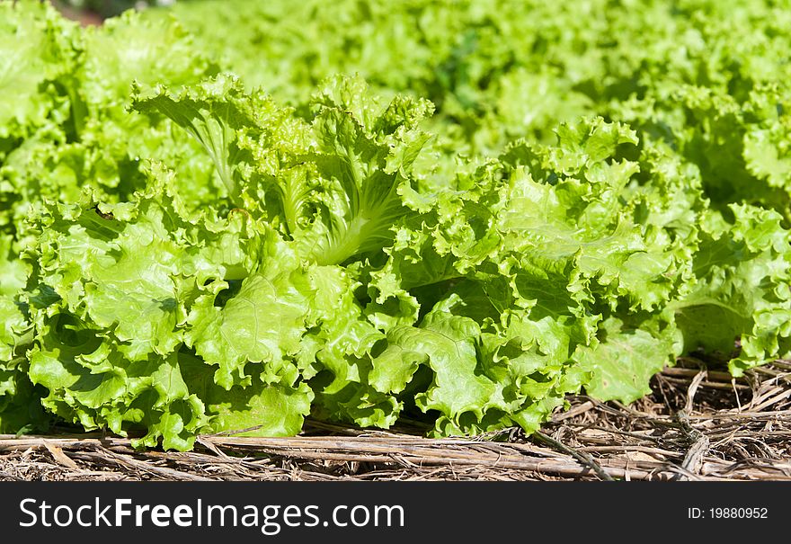 Lettuce fresh vegetable in farm .