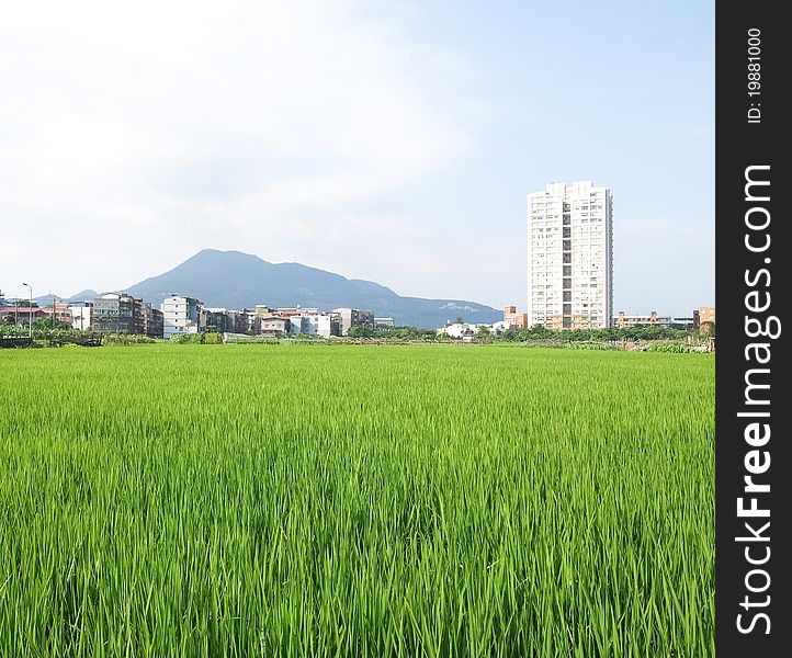 Rice field