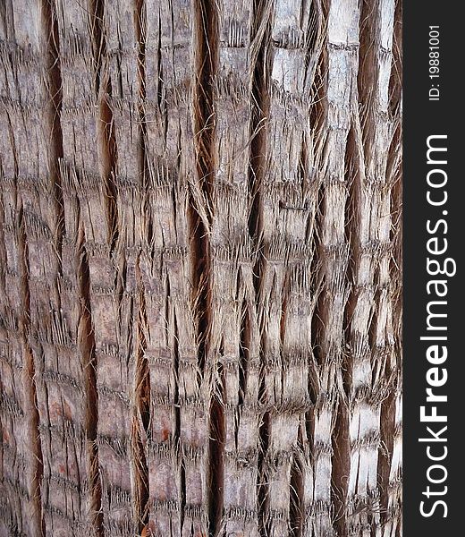 Vertical close-up of a palm tree. Vertical close-up of a palm tree