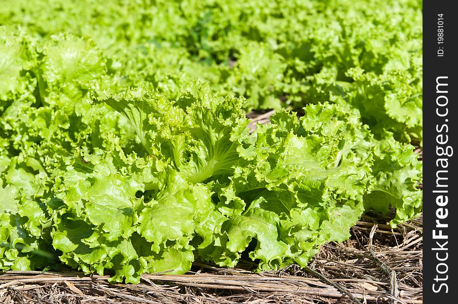 A fresh vegetable in farm . A fresh vegetable in farm .