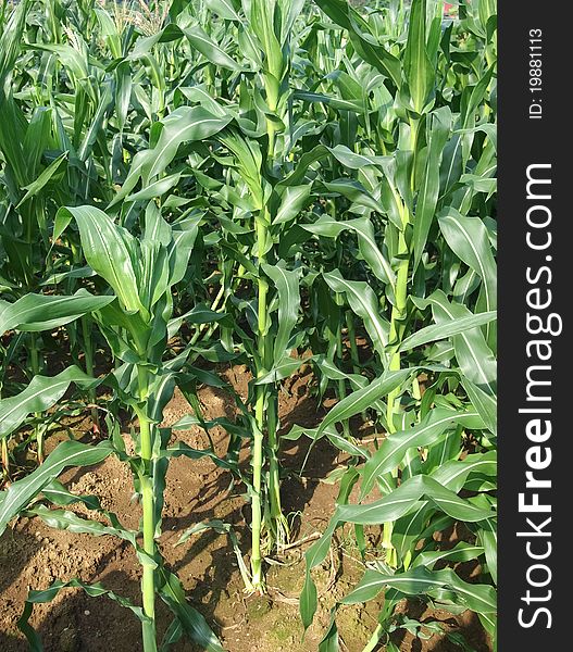 Closeup green corn stalks and field. Closeup green corn stalks and field