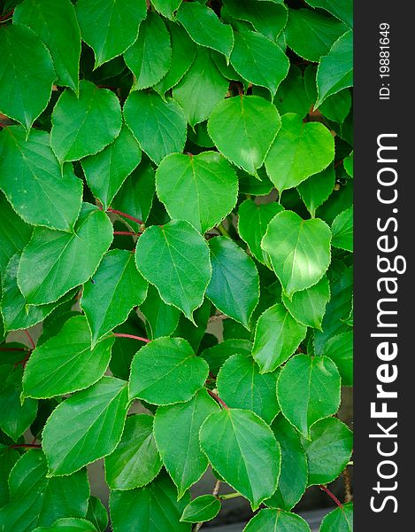 Green Actinidia leaves as a background