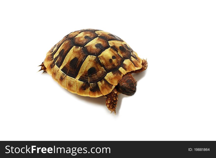 Baby of Hermann's tortoise isolated on white background. Baby of Hermann's tortoise isolated on white background