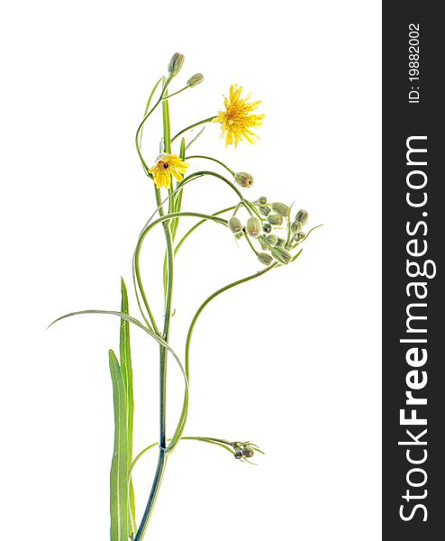 Leontodon autumnalis L. fall dandelion, lion's-tooth