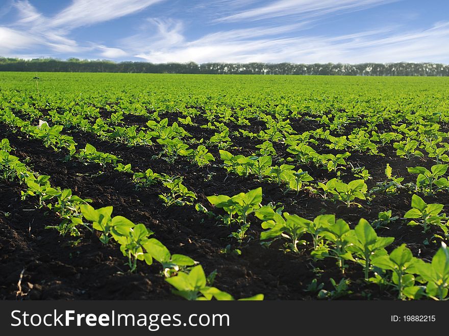 The field  before the harvest