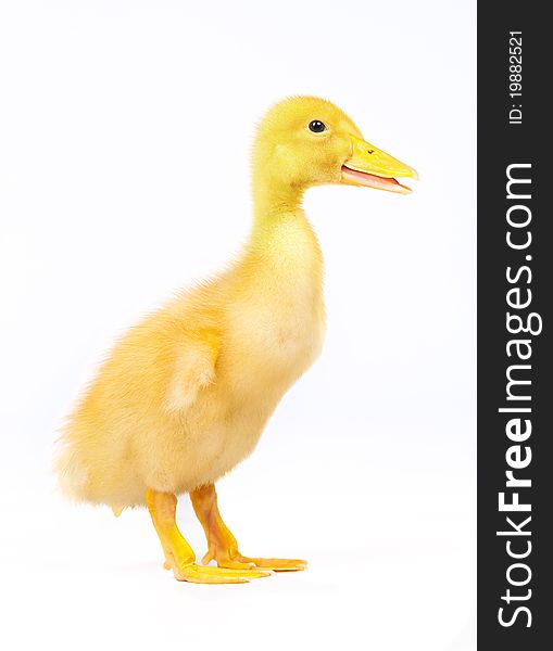 Yellow duckling on a white background sideways