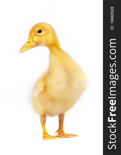 Yellow duckling on a white background