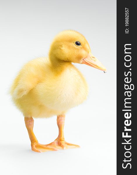 Yellow duckling isolated standing on the background