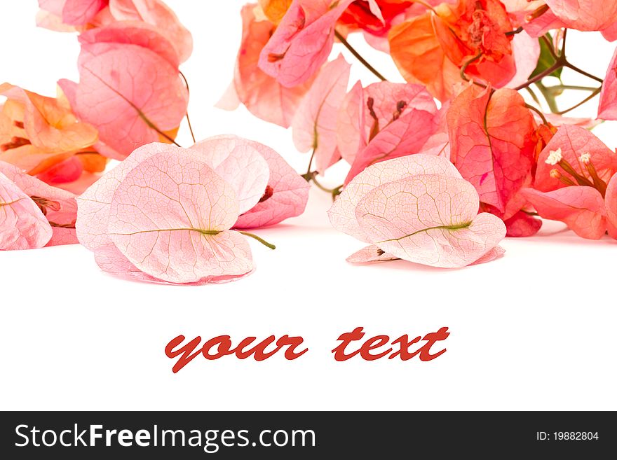 Beautiful Bougainvillea flowers on a white background