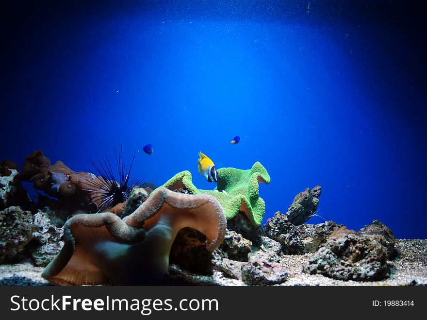 Underwater animals and fish in aquarium