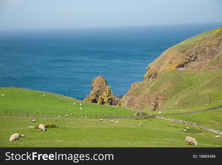 The coast from st abbs nature reserve in scotland. The coast from st abbs nature reserve in scotland