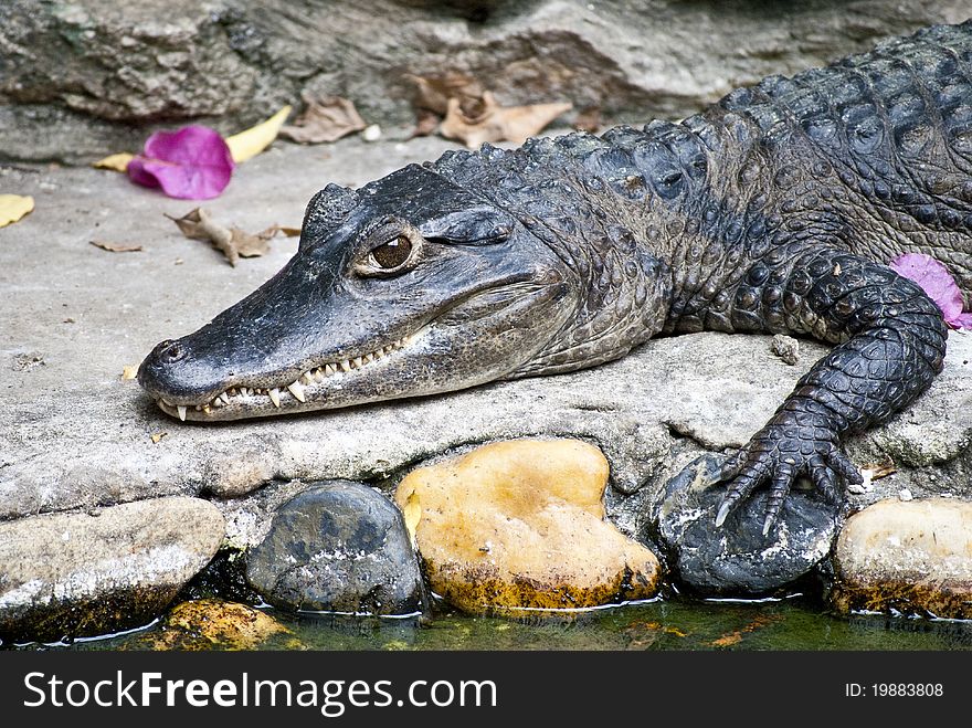 Butterfish and Smile Crocodile at farm in Thailand Asia. Butterfish and Smile Crocodile at farm in Thailand Asia