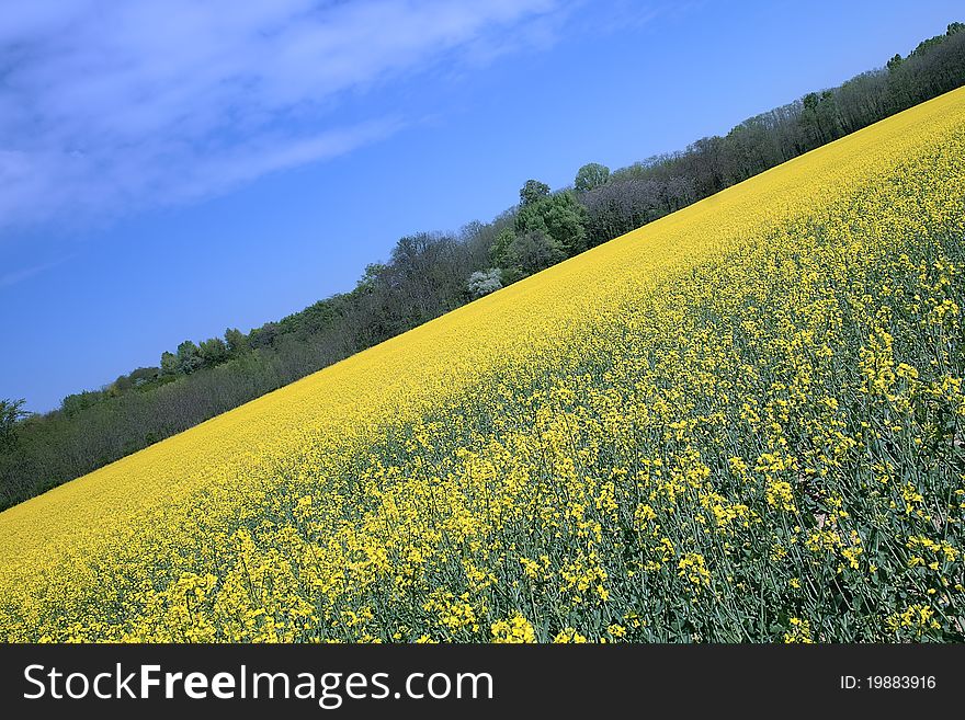 field and blue sky in spring. field and blue sky in spring