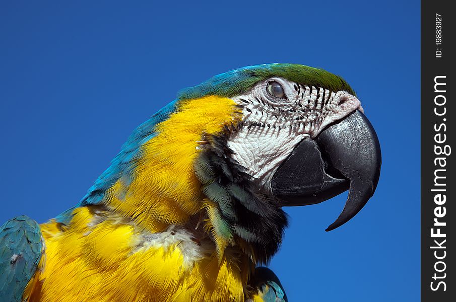 A parrot macaw against the blue sky. A parrot macaw against the blue sky