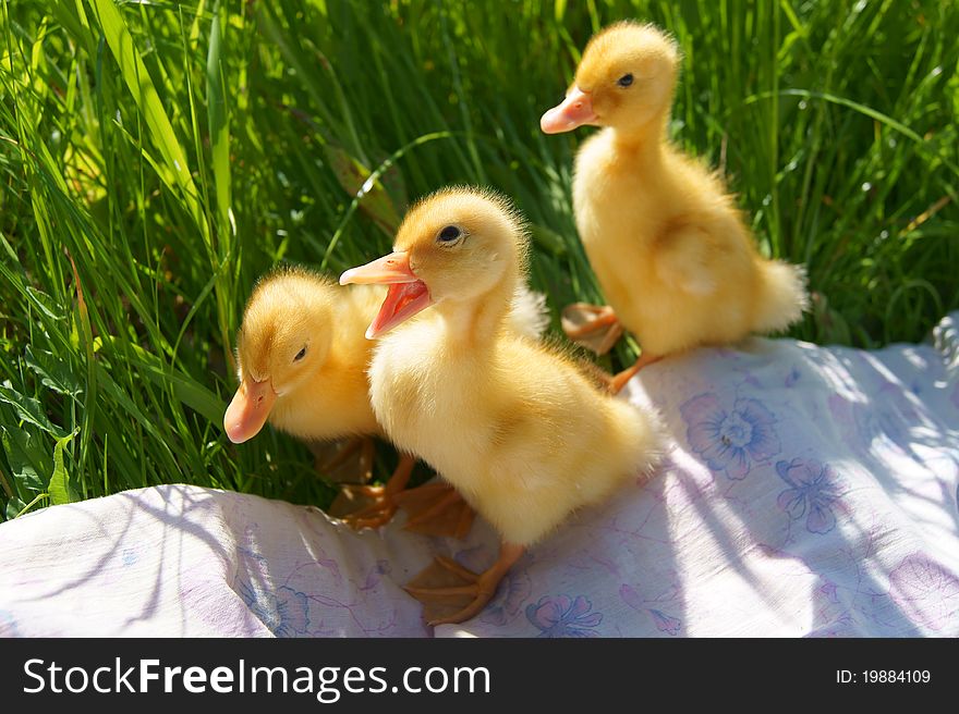 Three cute small Ducklings have a rest on the grass