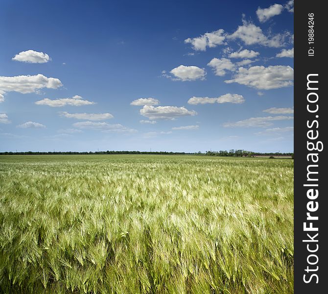 Field of rye and sunny day