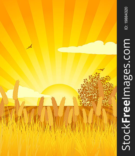 Sunset cultivated landscape with corn, tree and cultivated land. Sunset cultivated landscape with corn, tree and cultivated land