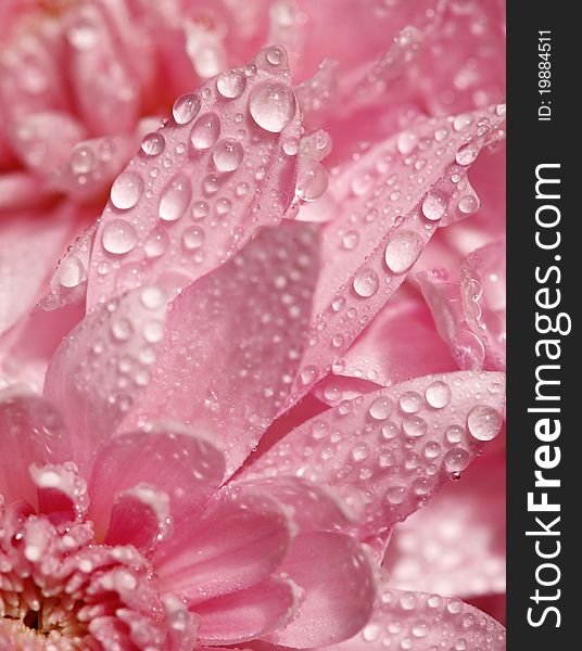 Pink petals of chrysanthemum in the clear dewdrops. Pink petals of chrysanthemum in the clear dewdrops