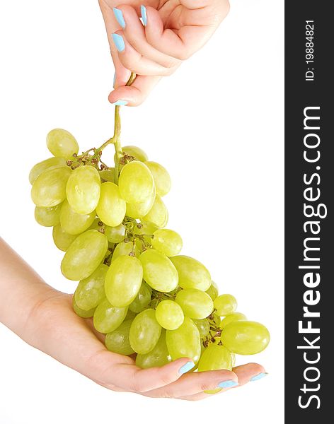 Hands hold fresh grape. Isolated. Hands hold fresh grape. Isolated