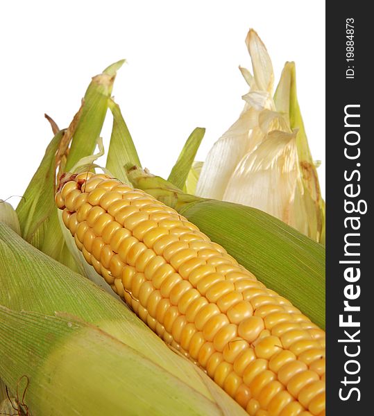 Corn cob. Isolataed. Close-up. Corn cob. Isolataed. Close-up