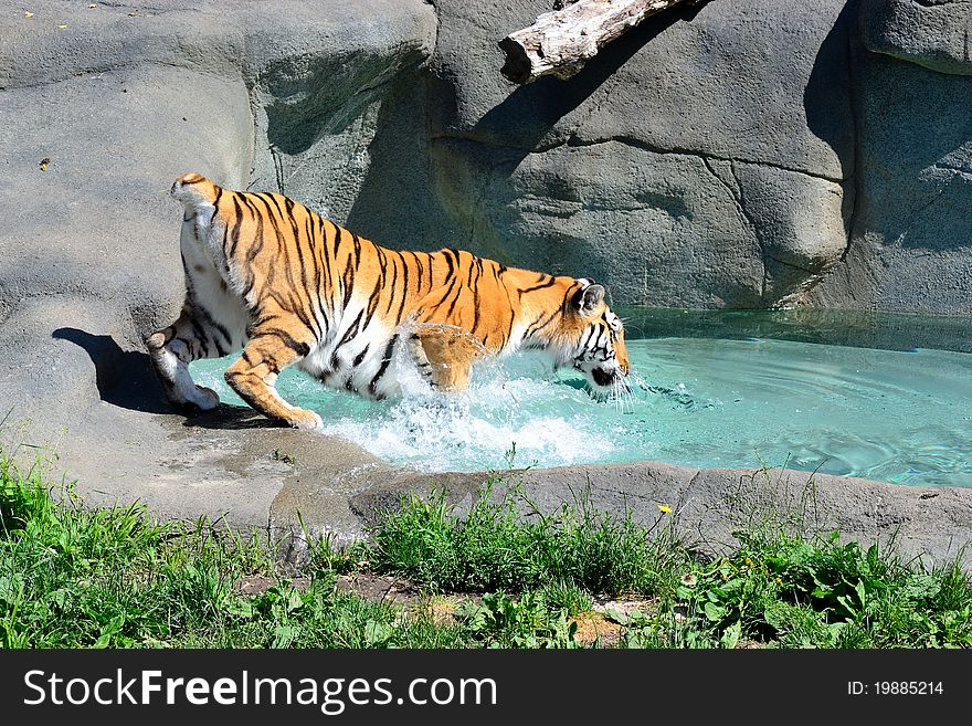 Amur Tiger cooling off