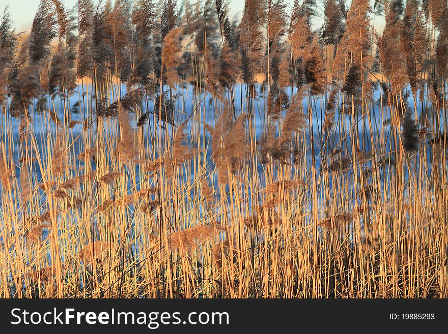 Reed in Frozen Lake