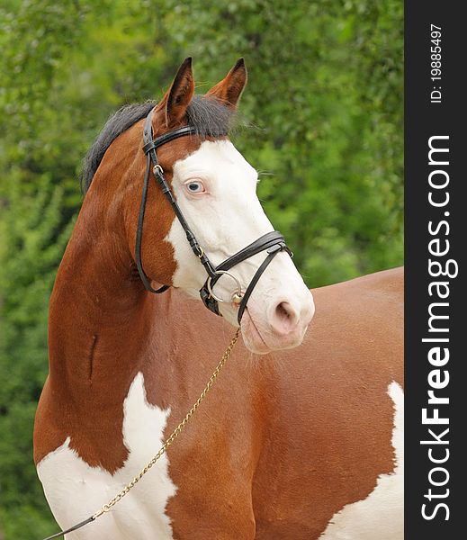 Portrait of a beautiful skewbald horse against trees. Portrait of a beautiful skewbald horse against trees