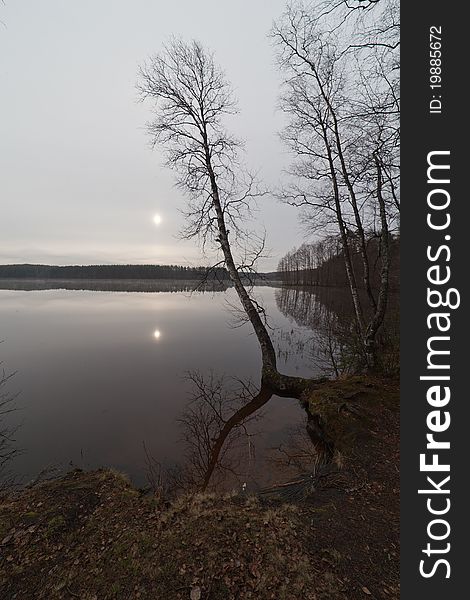 Tree on coast of lake in the spring