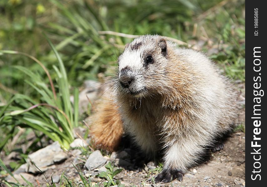 Groundhog marmot in wild