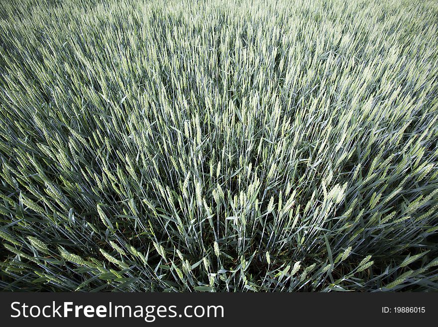 Organic green wheat