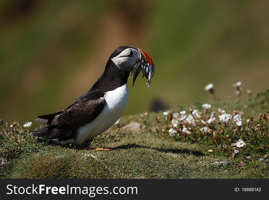 Skomer Fishing Puffin