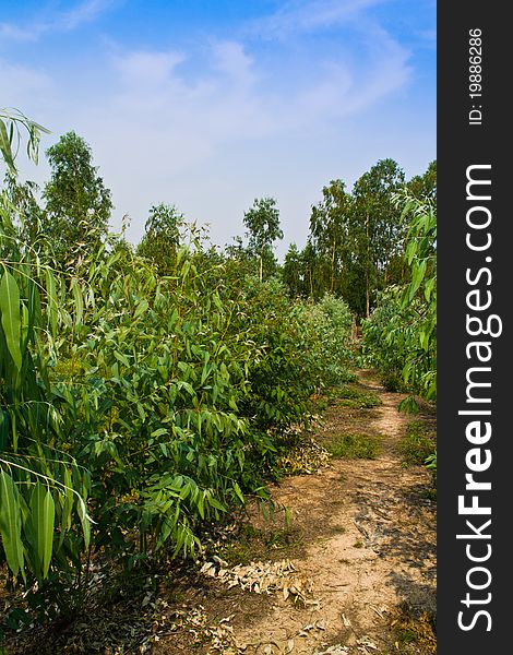 Leaves to the sky. Well-being of rural people in Thailand.