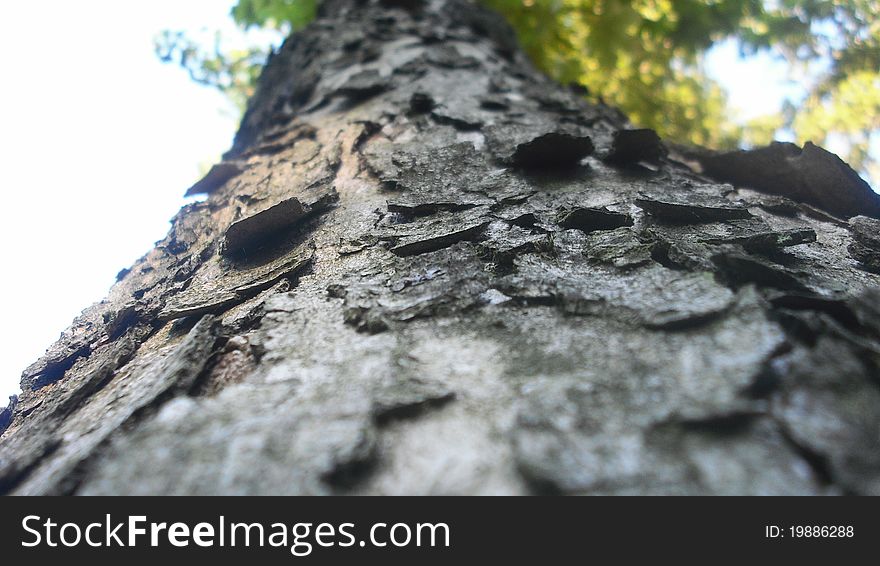 Tree Crust