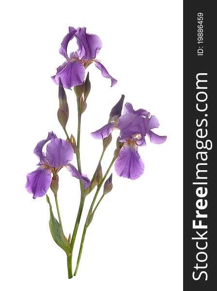 Dark blue irises blossom and stand vertically