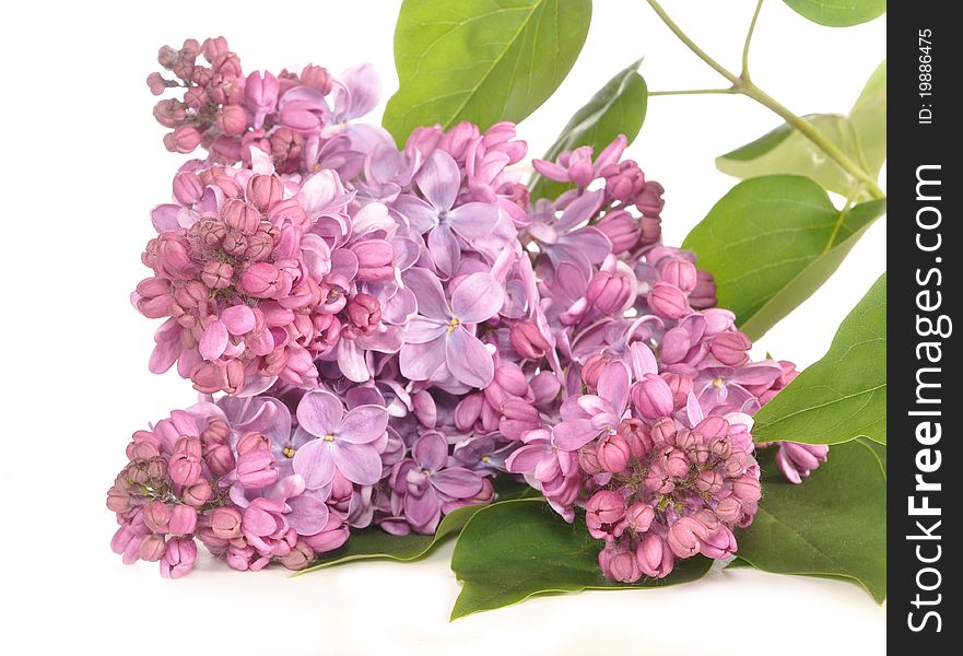 Lilac Branch