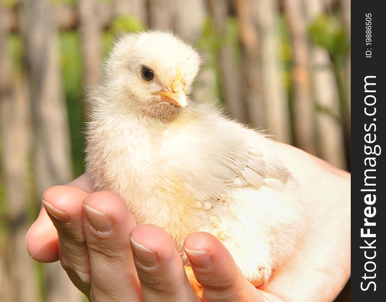 The small chicken sits in hands of the person