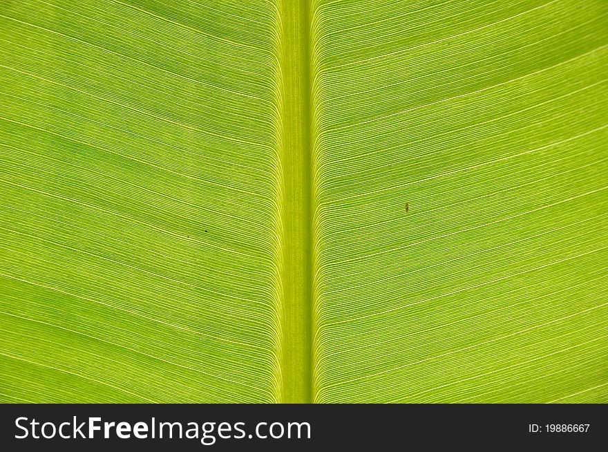 Closeup detailed shot of tropical green leaf. Closeup detailed shot of tropical green leaf.