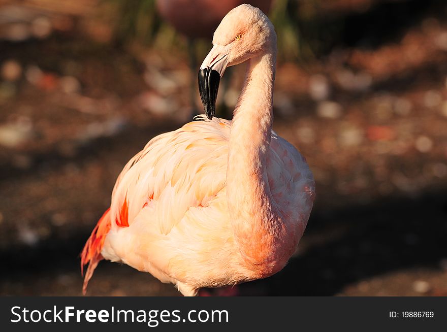 Colorful closeup portrait of a Greater Flamingo, a winter migratory bird to Chilika Lake in Orissa, India