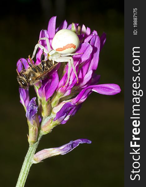 Goldenrod Crab Spider  / Misumena vatia