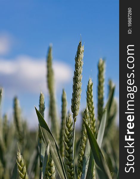 Green wheat against blue sky with clouds