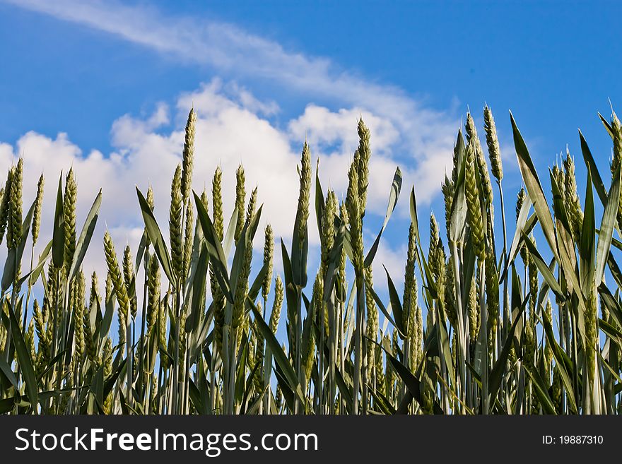 Green wheat against blue sky with clouds