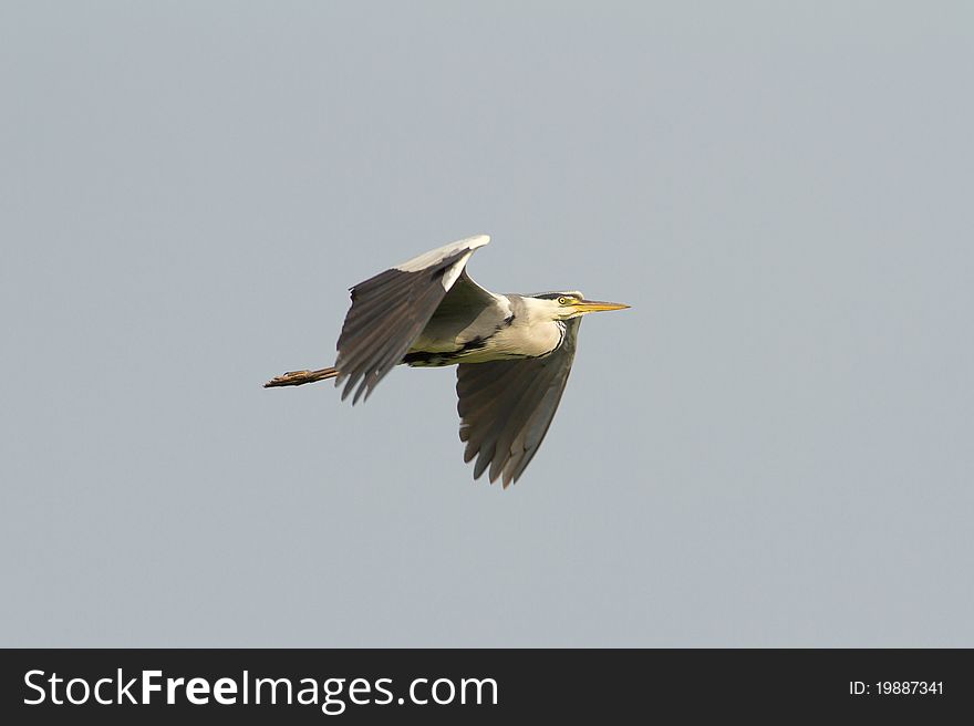 Great grey heron in flight / Ardea cinerea. Great grey heron in flight / Ardea cinerea