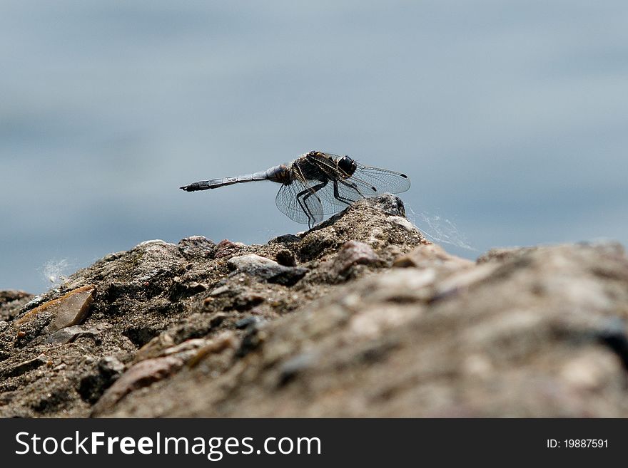 Dragonfly on the rocks